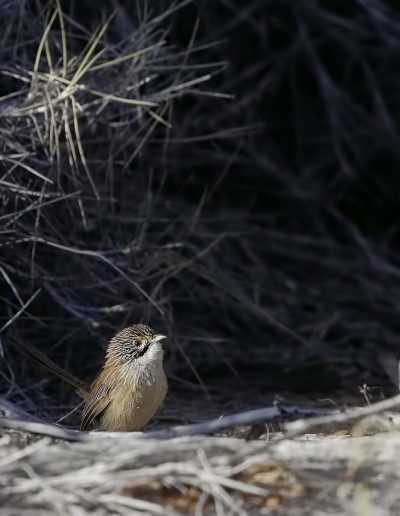 Opalton Grasswren