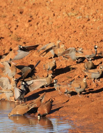 Flock Bronzewing