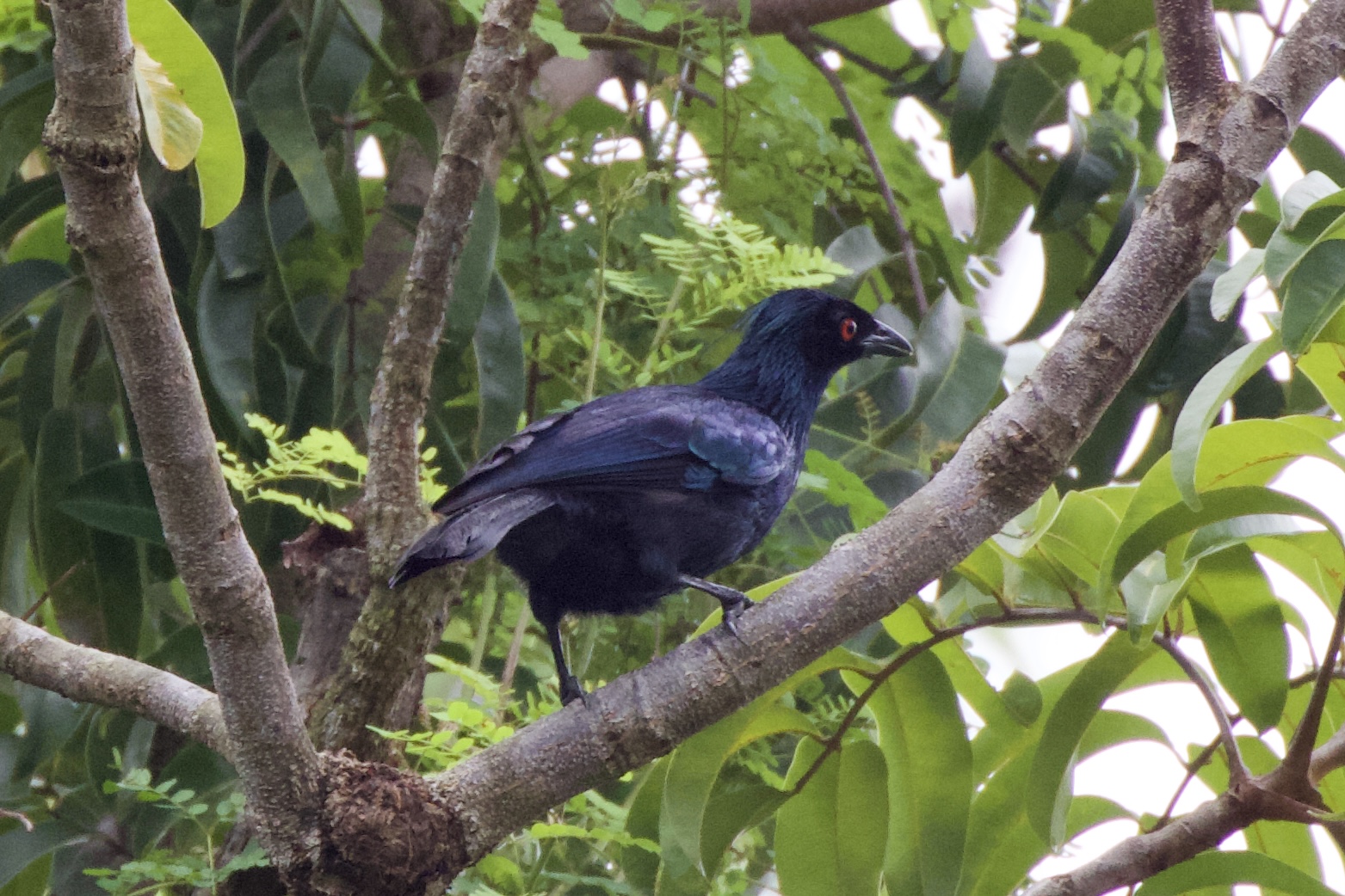 Trumpet Manucode Red-bellied Pitta
