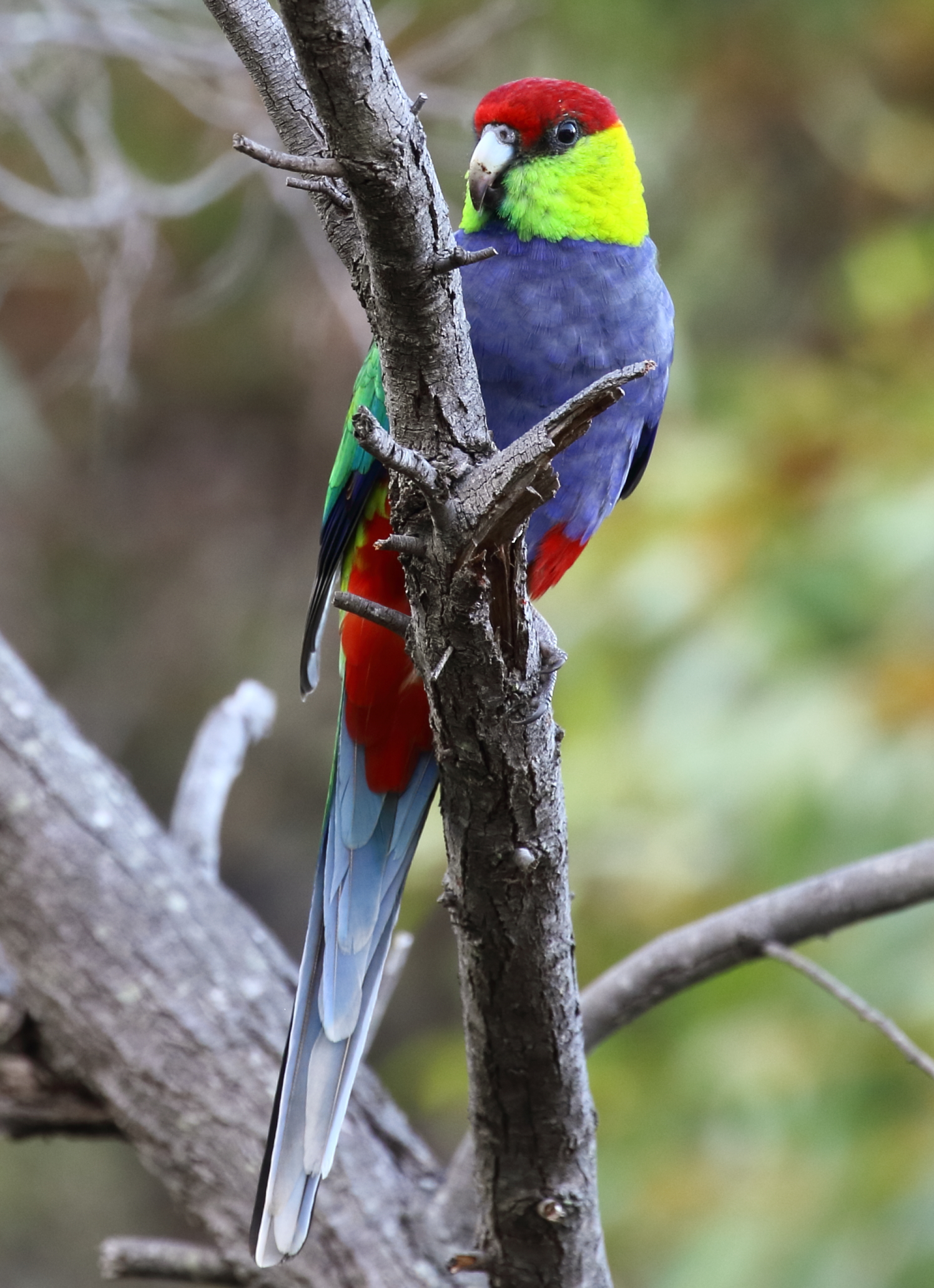 Red-capped Parrot 'ORCA'S' onboard Naturaliste Charters )photo by Keith Lightbody).