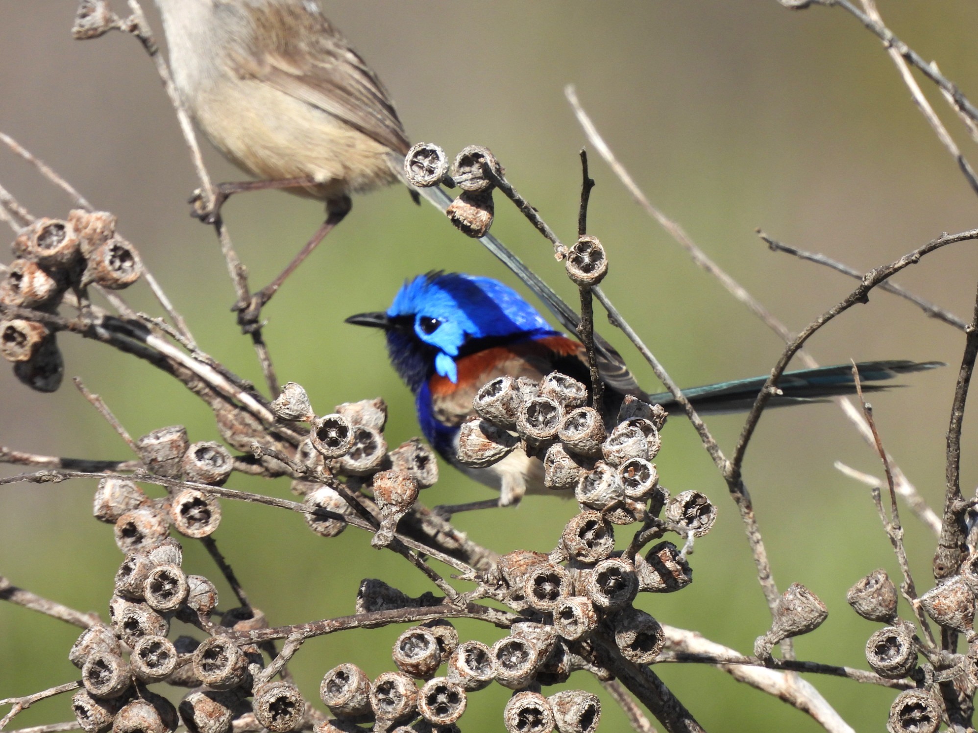 Kalkadoon Grasswren